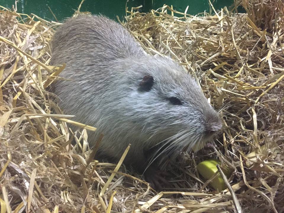 Pets_ie's tweet photo. Meet Rodney the American Swamp Rat. He's 3 ft long and he was found swimming in an IRISH river http://t.co/oNOkmR1auy http://t.co/BfYxmnGT9h