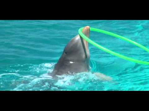 _Dubai_Men's tweet photo. Delfines bailan hula hoop o hula-hula http://t.co/MjdKbL4eg6 #love #dubaimen http://t.co/IUlPYezHJp