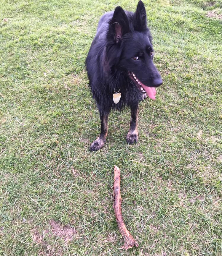CoadyLight's tweet photo. Oi @ChrissyLight hurry up a throw this stick!
#fetchthestick http://t.co/7LoLepMGYH