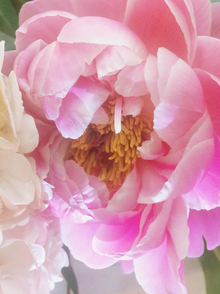 Still dreaming of these beautiful flowers from Wednesday evenings dinner at #TateBritain by <a href="/SimonLycett/">Simon Lycett</a> gorgeous!