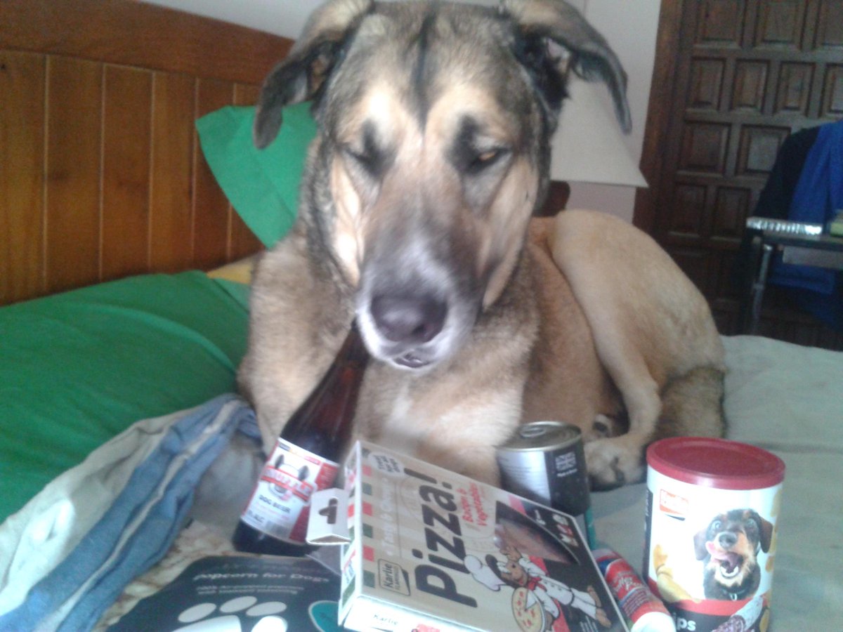Ramses_elperro's tweet photo. Celebrando mi cumple con los regalos de @perrilover http://t.co/5CX1hoDM1N