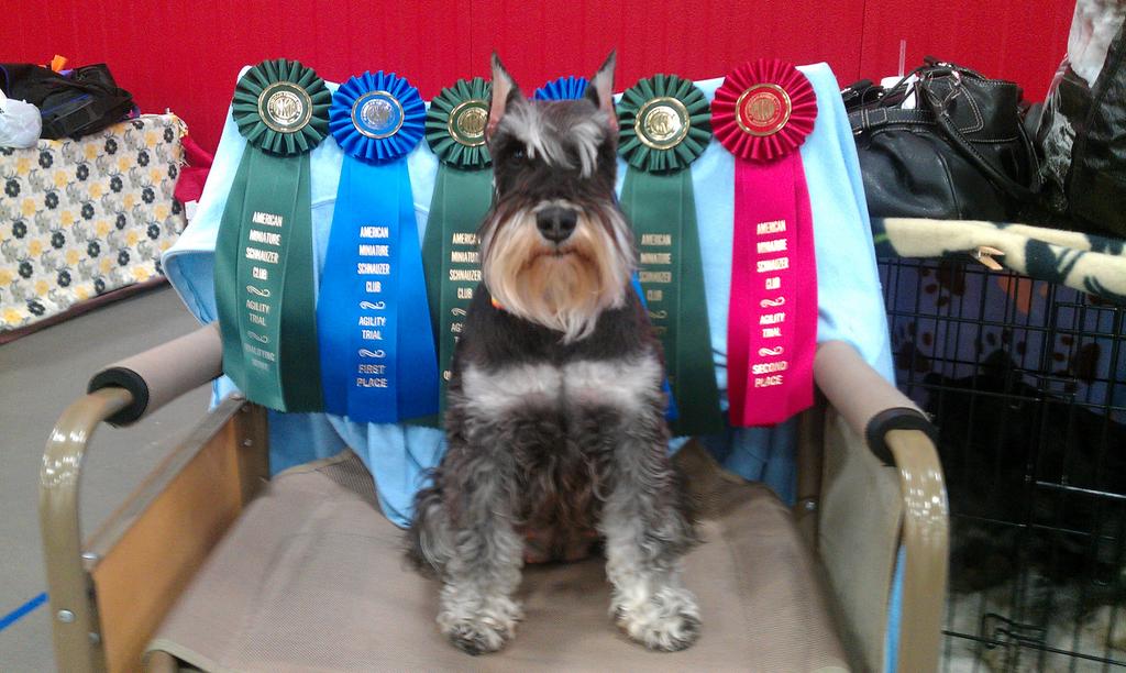 geiamsw's tweet photo. #purebreddogs#NationalPurebredDogDay Kaia:couch dog,agility dog,breed dog,barnhunt dog,therapy dog,purebred dog http://t.co/f7f7ElroUZ