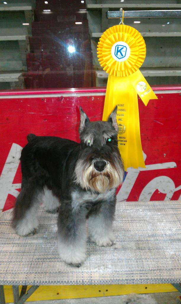 geiamsw's tweet photo. #purebreddogs#NationalPurebredDogDay Kaia:couch dog,agility dog,breed dog,barnhunt dog,therapy dog,purebred dog http://t.co/f7f7ElroUZ