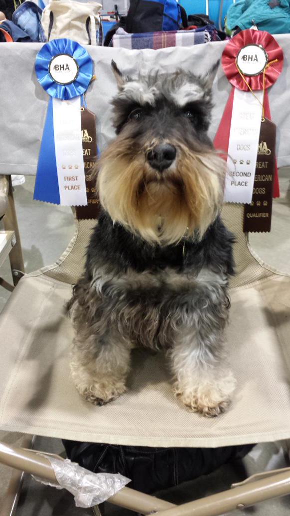 geiamsw's tweet photo. #purebreddogs#NationalPurebredDogDay Kaia:couch dog,agility dog,breed dog,barnhunt dog,therapy dog,purebred dog http://t.co/f7f7ElroUZ