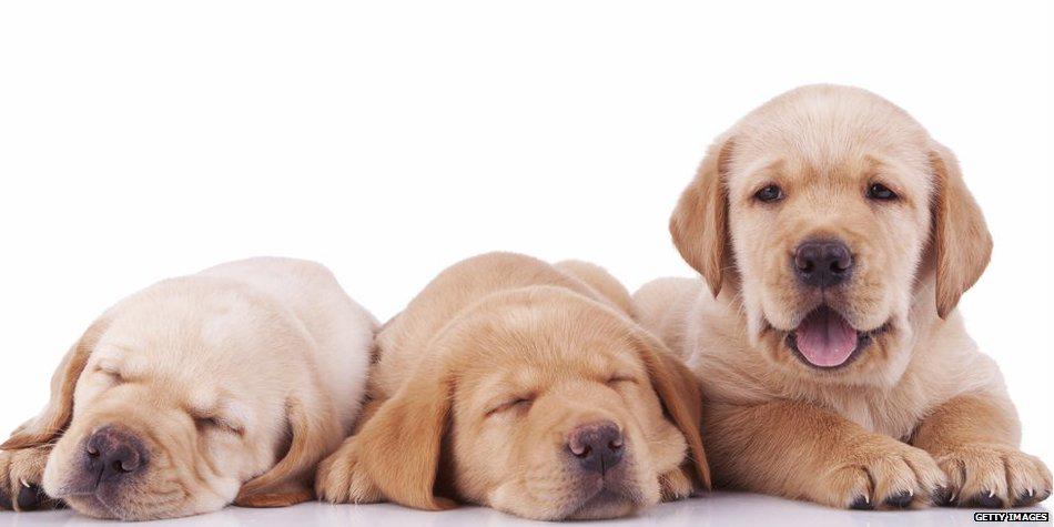 BBCNews's tweet image. Stressed about your exams? Visit the "puppy room" bbc.in/1E1IzQ7