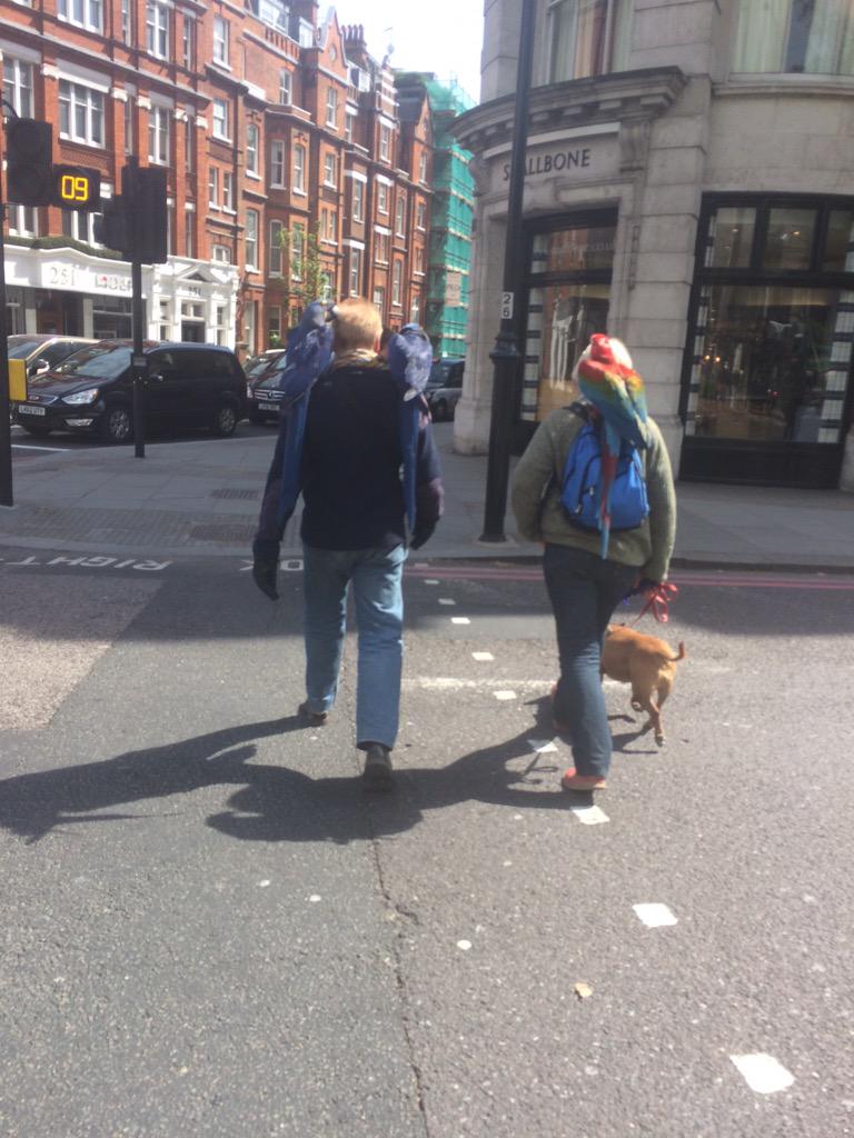 LittleMix's tweet photo. Casual dog and parrot walk...one of the many reasons why I love London xxjadexx http://t.co/kpvV2A0tAo