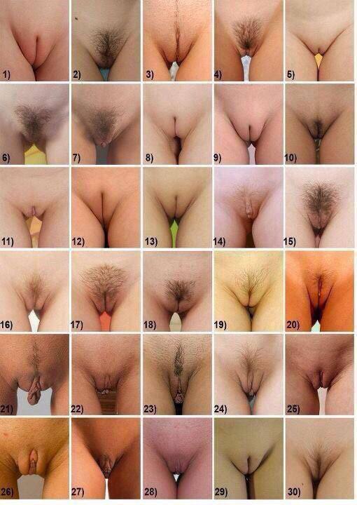 Types Of Pussy Pics 78