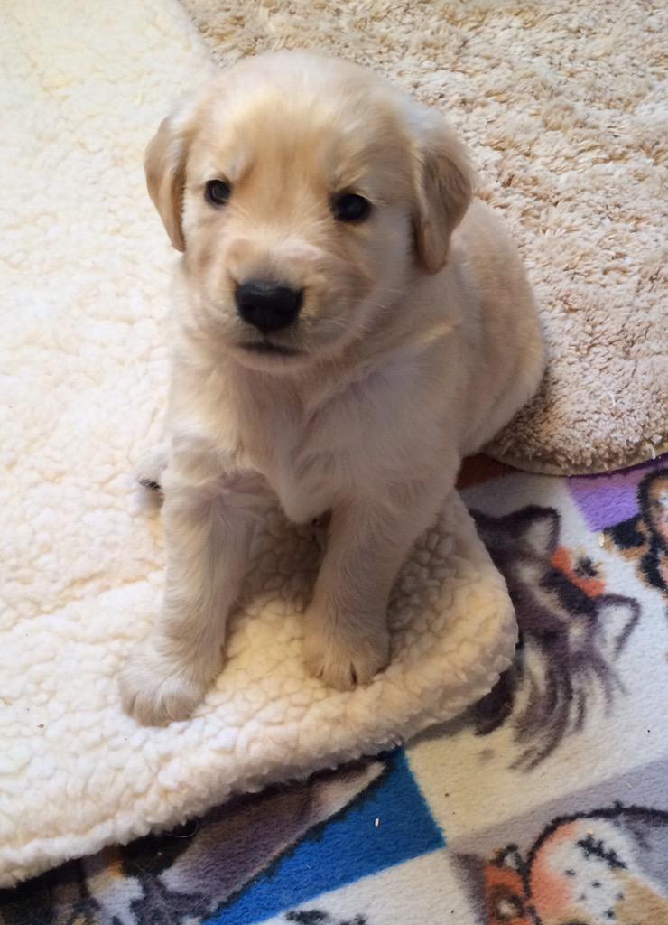 <a href="/GRCCanada/">GRCC</a> #NationalPurebredDogDay #goldenretriever