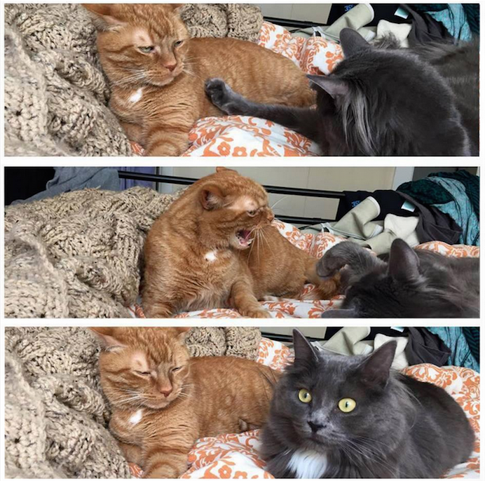 MensHumor's tweet photo. When you check to see if your girlfriend is still mad at you. http://t.co/mcQi8Ghxid