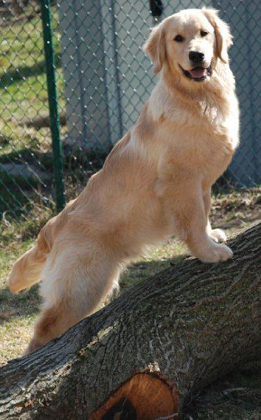 Celebrate #purebreddogs #NationalPurebredDogDay