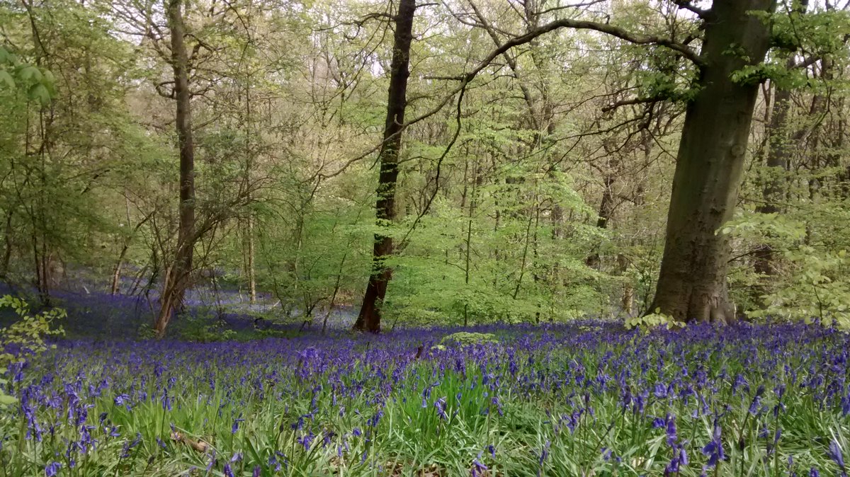 More bluebells at #woolleywood. 
Come and see them tomorrow!