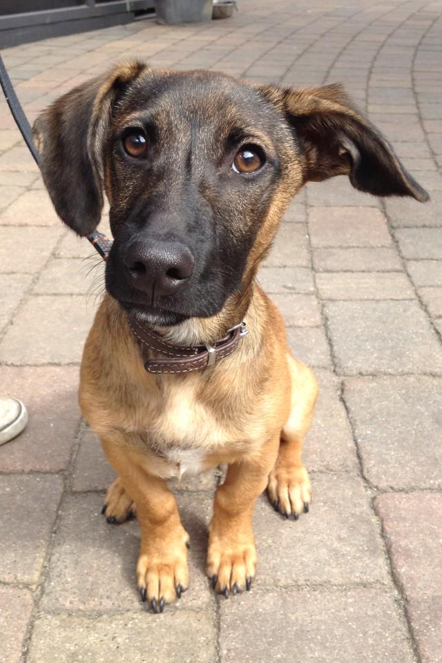 5 months old @BDCH, I will grow into these ears one day...