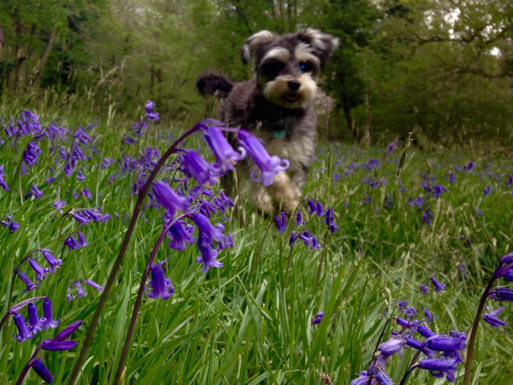 watersidedogs tweet picture