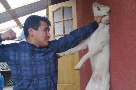 BeAnimalHeroes's tweet photo. #MeCuestaTrabajo entender que haya quien se divierta maltratando animales ¡ya basta! RT si estás de acuerdo http://t.co/M2Zs3NGnHq