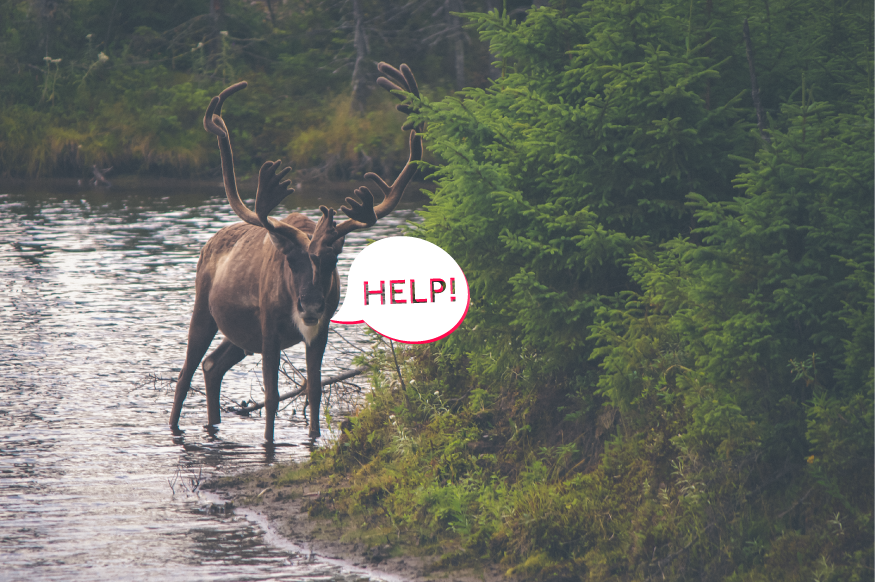 Venteoapp's tweet photo. @PeoplesPier1 aaaaand this moose agrees… #davethemoose http://t.co/MZzFS71lF1