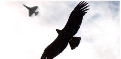 elmalvinense's tweet photo. 4:40 hs: 1° ataque inglés sobre Pto Arg. A las 16, Argentina responde y se inicia la "BATALLA AÉREA SOBRE MALVINAS" http://t.co/H5ng4qwr8C