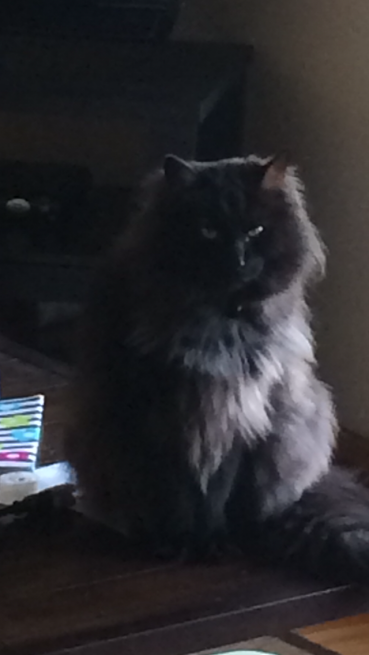 coachboydAHS's tweet photo. @daVinciAHS15 cat pictures always do the trick. Such as my cat, Hugh http://t.co/UnZzIVHWSE