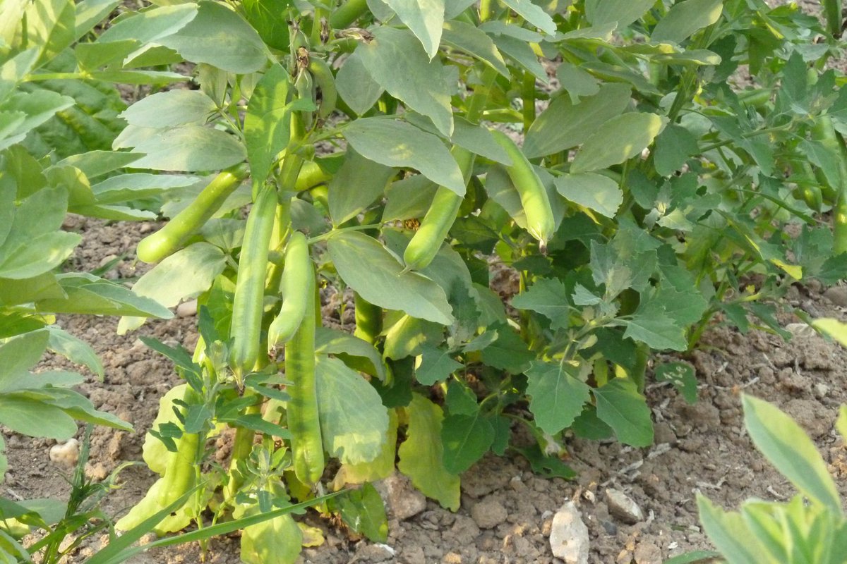 when2plant's tweet image. Sow outside in May: Cabbages, Lettuce, Beans. Summer veg. mid-May: eggplants, zucchini when2plant.com