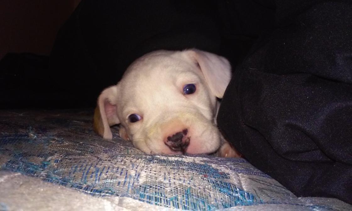 JustinTheWiser's tweet image. If someone wants my pit bull champ let me know I apparently have to get rid of him. #champ #pitpull