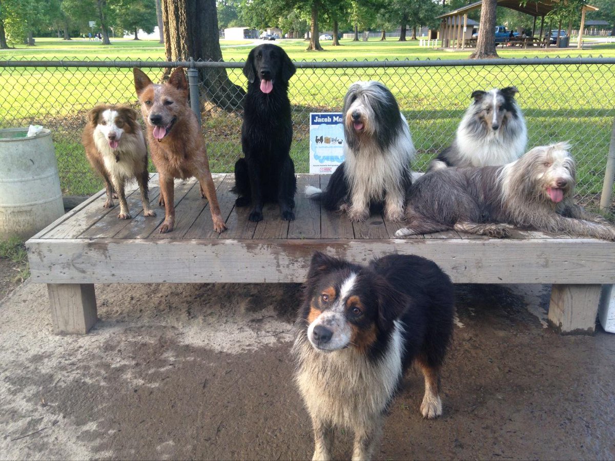 mirandayoung09's tweet photo. Happy #NationalPurebredDogDay! #purebreddogs 

Love, 

Piper, Nova-Lee, Annabel, Shayla, Meeko, Mowgli, and Nobel http://t.co/VzbeST68Yv
