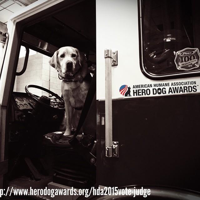 AFireStation's tweet photo. Found this cool photo, not mine #herodogawards #judge #firek9 #firedog #arson #arsonk9 #fireman #firetruck #fireeng… http://t.co/Fag8vABEeK