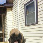 animalinyou's tweet photo. Friend's #dog sneezing. Wow! http://t.co/3WXcCq393K