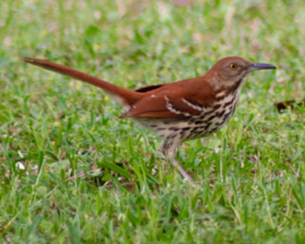 djmia00's tweet image. I'll miss the brown thrasher's in the area. #flsession #flpol #sinedie