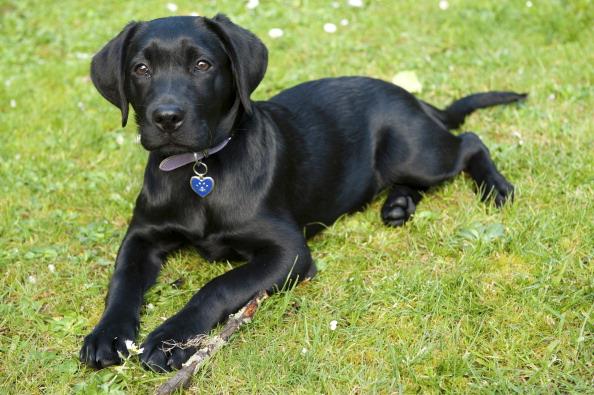 13wmaznews's tweet photo. Black lab is in the doghouse after she crashed a truck into a swimming pool: http://t.co/SpT5SvJnJf http://t.co/BOYnZs7FiI
