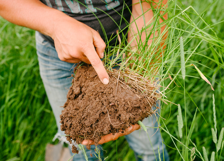 TheHonestBison's tweet photo. Longer roots mean more nutrients and minerals for our bison. #bisonfactfriday #grassfed http://t.co/J42UXaTfvf