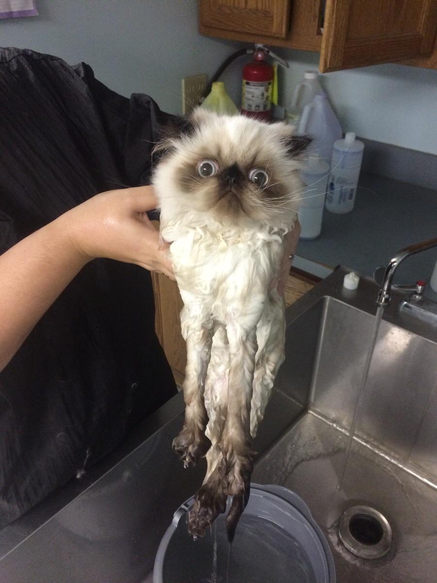CuteAnimalsBaby's tweet image. I told you.. I hate water!