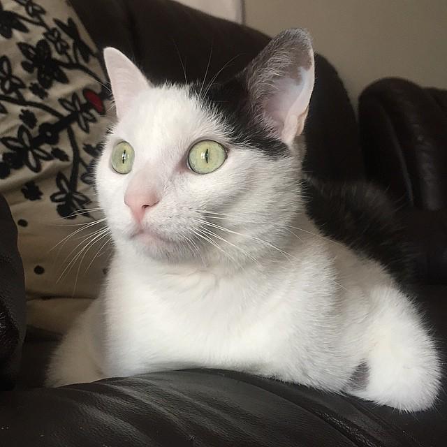 HouseofFuzz's tweet photo. Zoned out! 😄 #CatsOfTwitter #Cats #catsofinstagram #paws #meow #WhatDoesTheCatSay #catself… http://t.co/8aMejE32P1 http://t.co/uGUQfEd0LH