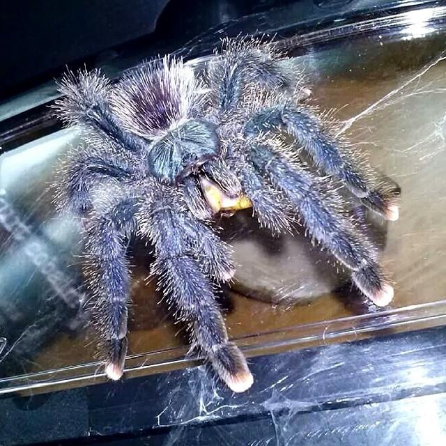 Spinneretsworld's tweet photo. #tarantula #tarantulakeeper #spider #invertebrate #pets #animal #photography 
Avicularia kwitara feeding time http://t.co/7SccJCcyQb