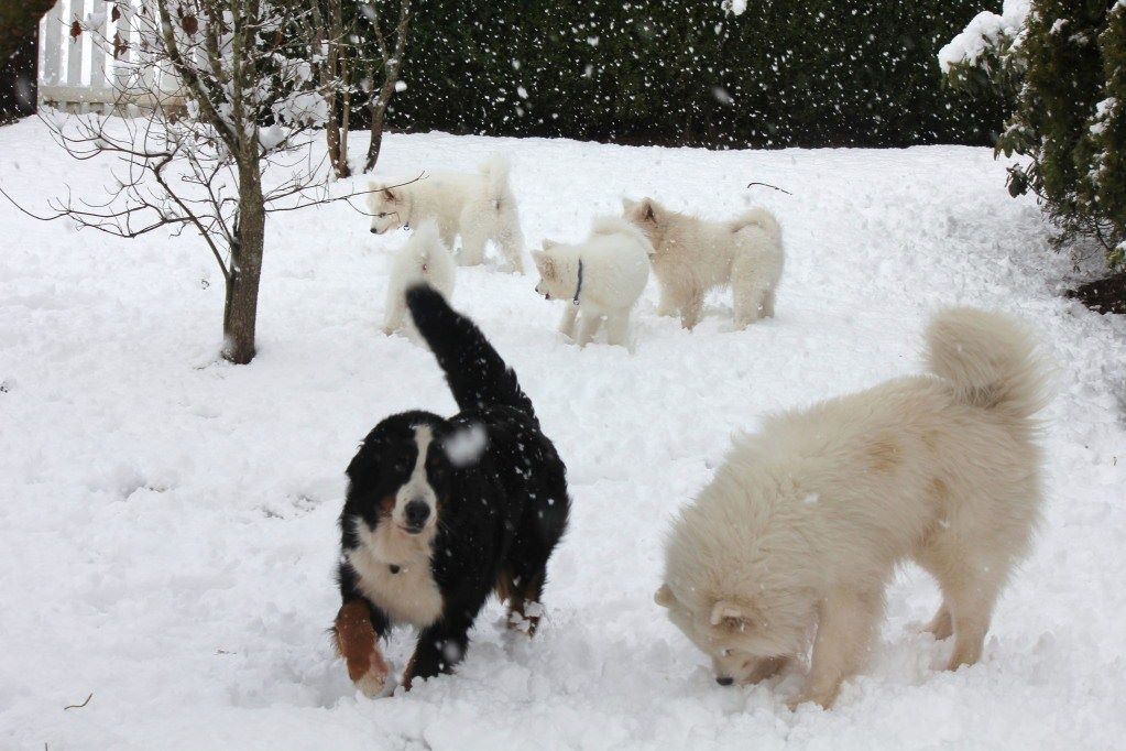 BugOutSite's tweet image. Nutters playing in the snow with Samoyed puppies and their father Rico. #NationalPurebredDogDay #npdd