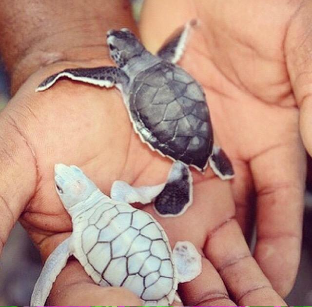 CodieeTalbot's tweet image. Want🐢😌