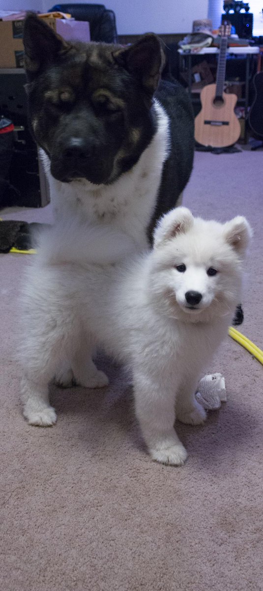 BugOutSite's tweet image. Better not mess with the purebred. ;-)
#NationalPurebredDogDay #npdd