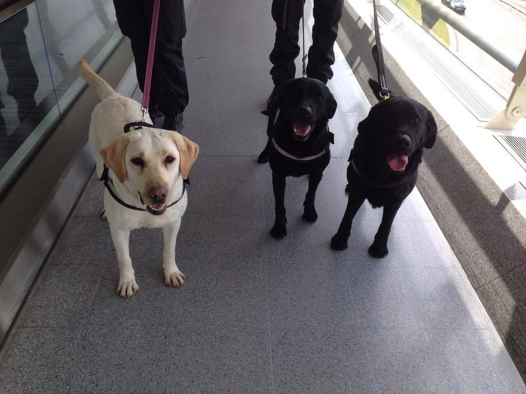 StaffsDogs's tweet photo. #pdDexter #pdEmma & #pdCruz have today been Training , testing their skills at Manchester airport ✈️ #StaffsDogs🐶 http://t.co/yMYrViAdj5
