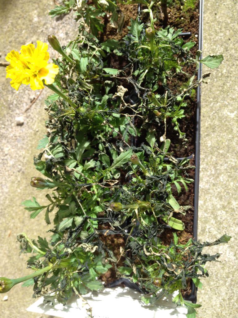 Don't buy plants too early they get frostbite like my marigolds this week wait for OLS Plant Sale 16th May!