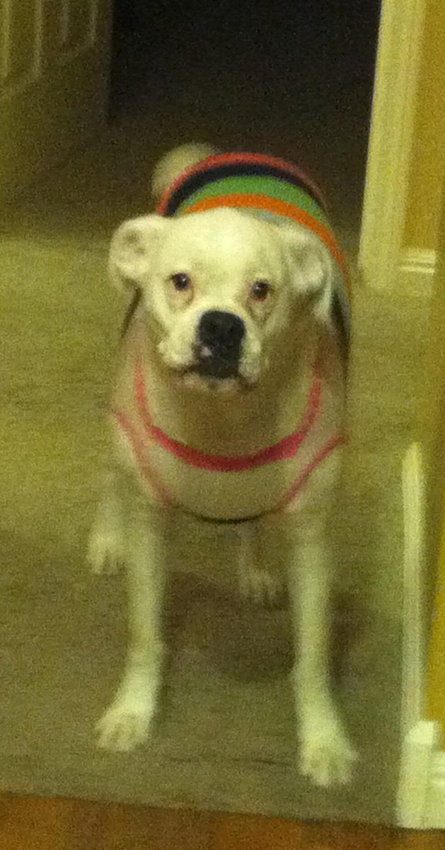 Ruby_The_Doggy's tweet photo. Got a new sweater today, it feels so nice on my fur #sweaterweather http://t.co/K4GrsyshQT