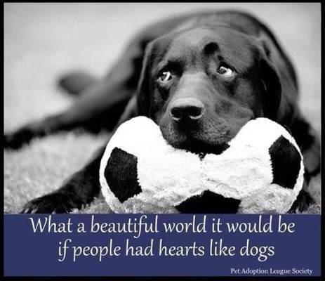#Love #dogs #animals #BeKindToAnimals

💙🐺 🌸 🐶💙 Ł❍℣€ 💙🐶 🌸🐺 💙