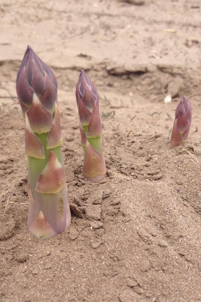 Once asparagus seeds are planted, it takes 2-3 years for them to become mature enough to harvest #FarmFactFriday