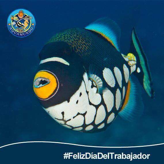 Aquamundo_'s tweet photo. #FelizDiaDelTrabajador a todos nuestros amigos de #Aquamundo 😃👍 http://t.co/DzzH453TRK