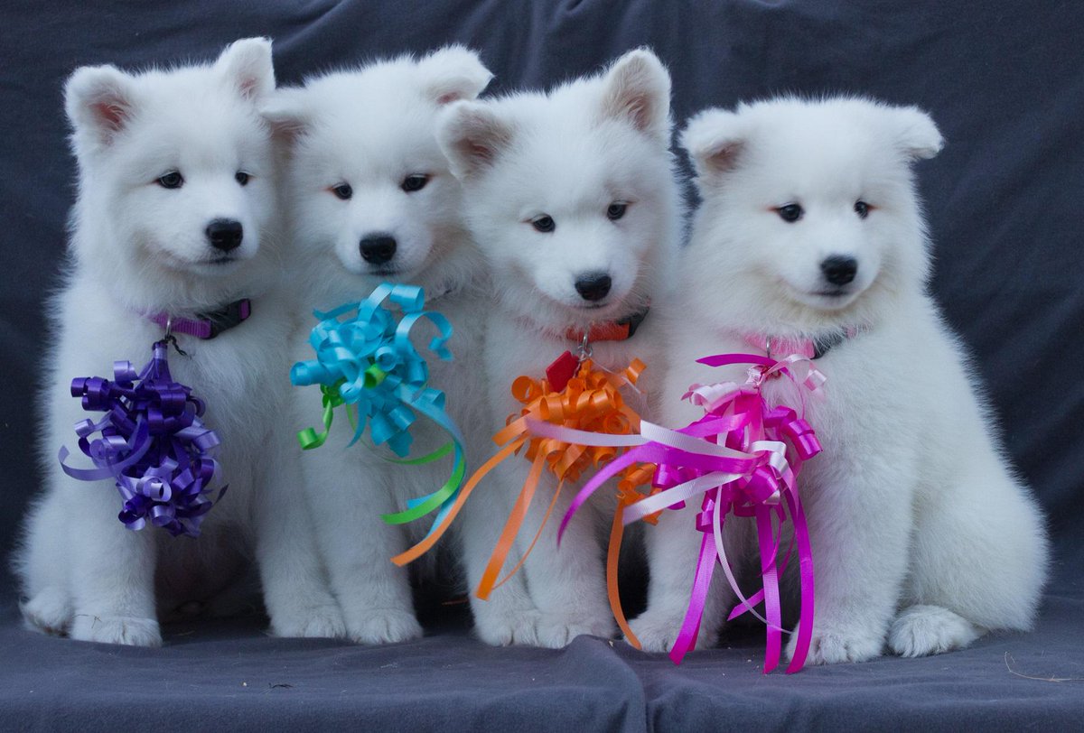 BugOutSite's tweet image. Be prepared for cute overload on #NationalPurebredDogDay #npdd