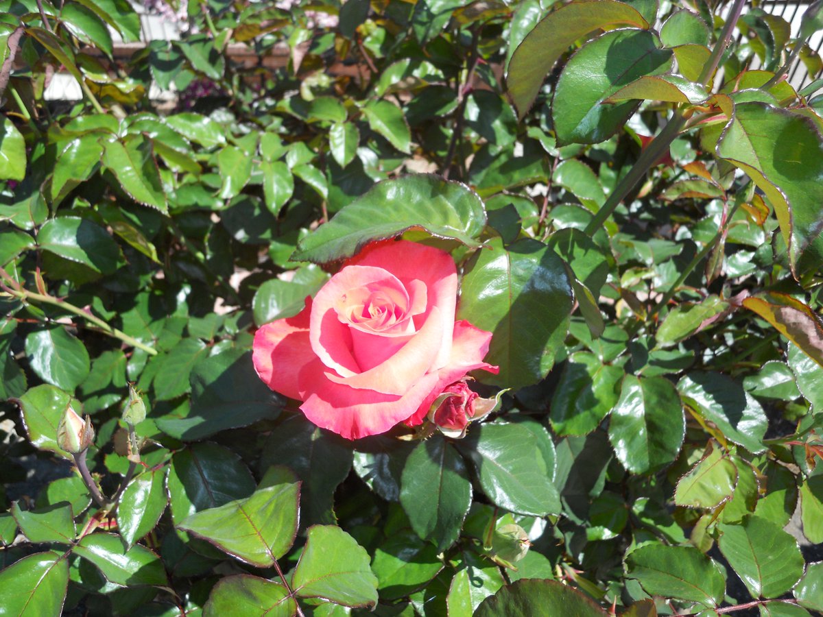 These roses bloom in spite of the drought and with no water from me. #grateful  #gratitude