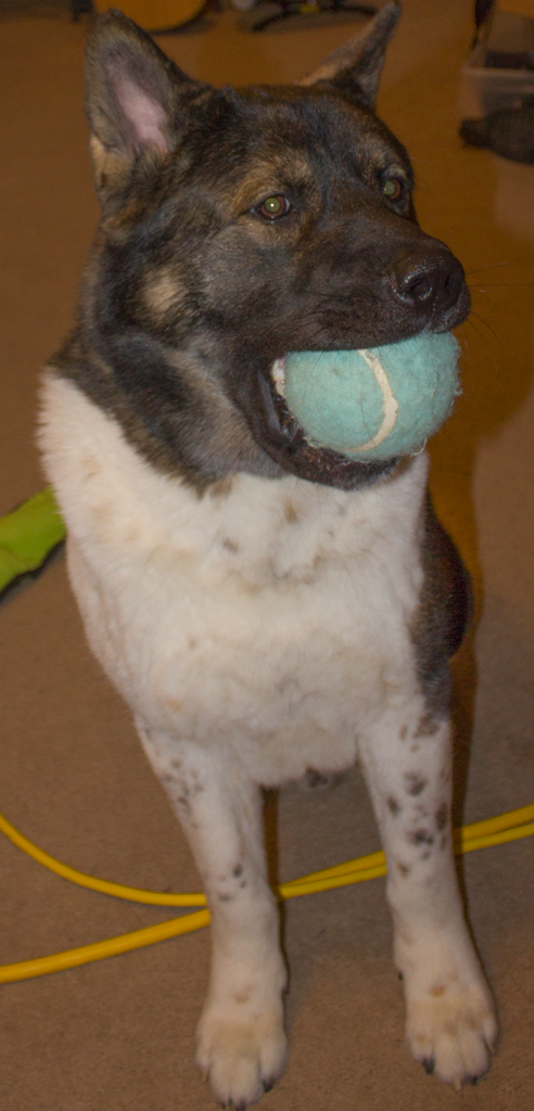 BugOutSite's tweet image. I hope everyone is having a ball on #NationalPurebredDogDay #npdd