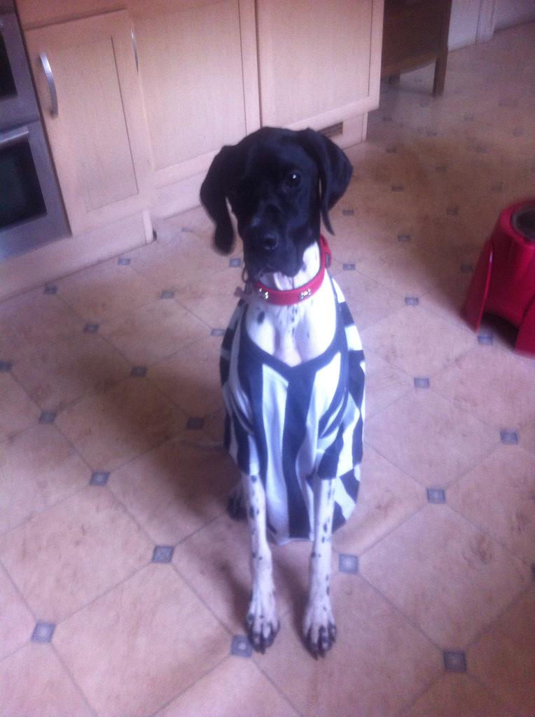 Gillyfrognich's tweet photo. #bigodogs Pointer ref Guin is watching :) http://t.co/WcOwKQOIB5