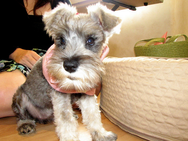 HelloSchnauzer's tweet photo. so #cute #puppy pic by Jaime de la Fuente http://t.co/hQaa1zTMQW