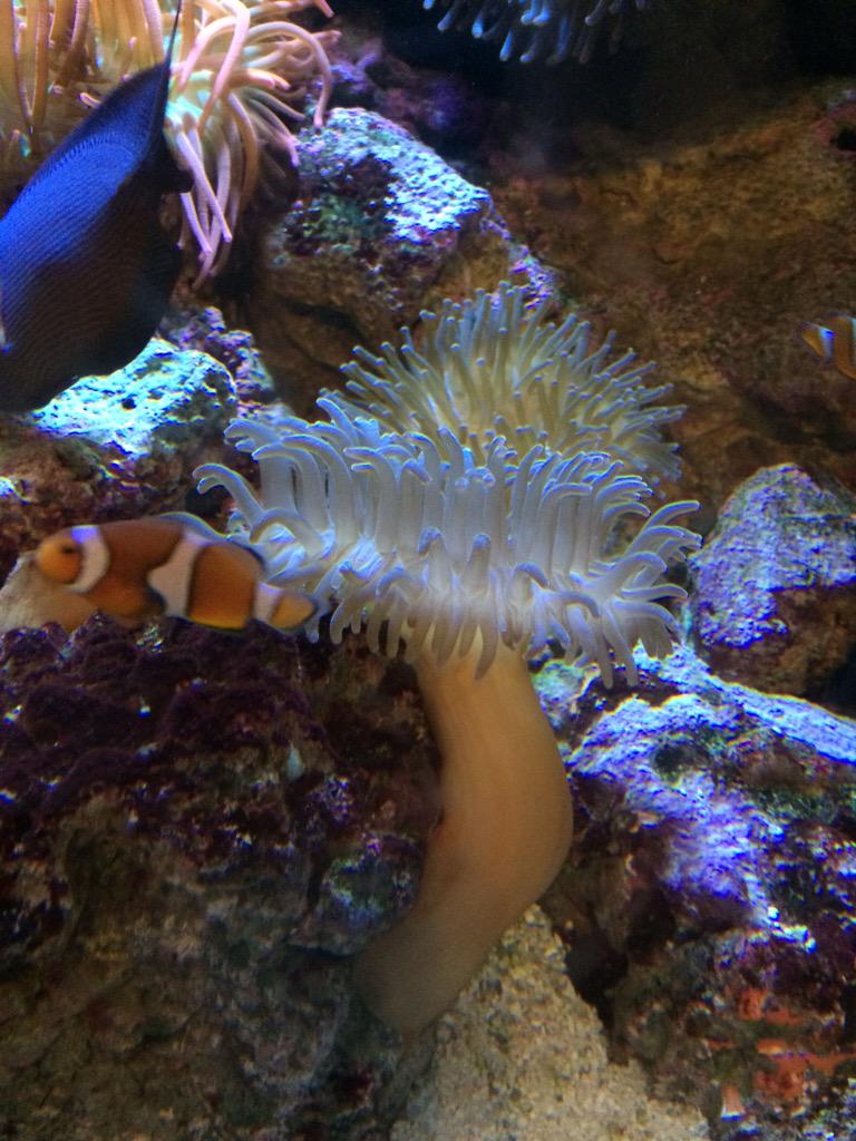 TMSTrojanChorus's tweet photo. Hanging out at the Georgia Aquarium! @GeorgiaAquarium @TMSTrojans @ABSSWeb http://t.co/vV1XeiqYKq