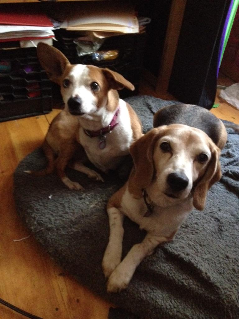 InkyJojo's tweet photo. Go Charlie! Go Loca! #SRD #BigODogs #WeWantWindy500 http://t.co/WHTkSLAl4T