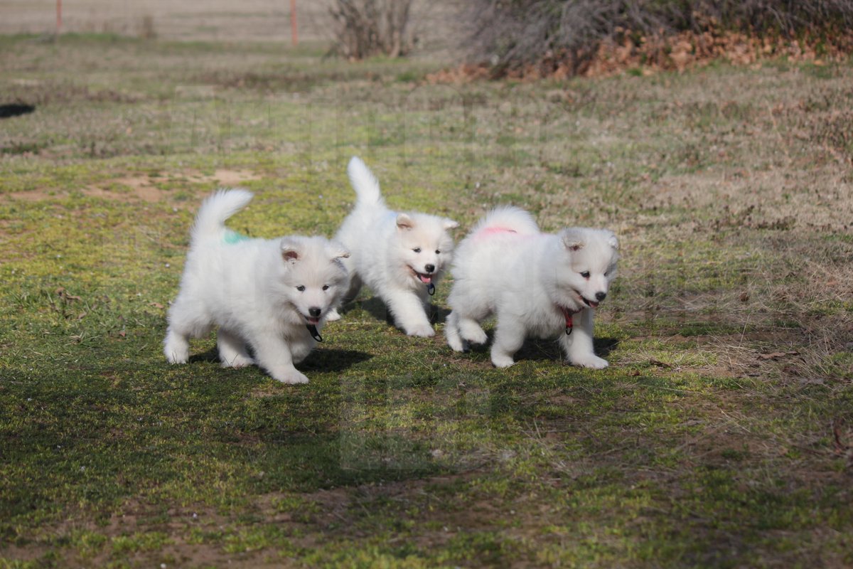BugOutSite's tweet image. Da puppies abound. #NationalPurebredDogDay  #npdd