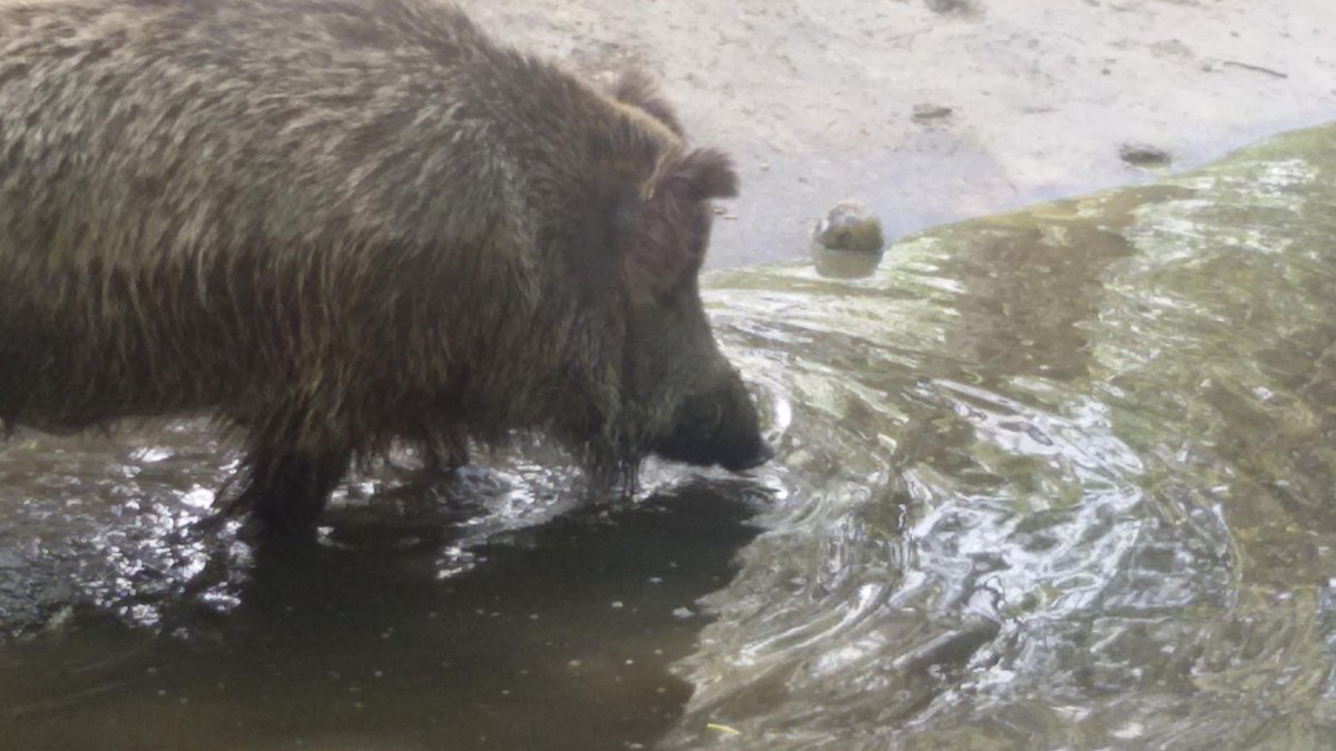 _carriches's tweet photo. ir al zoo a ver animales y quedarte observando a este media hora dice suficiente de la afición que llevo dentro...... http://t.co/prIuIAIWYh